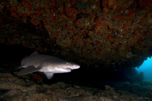 It was a great dive and good to be back in the water!! Ju... by Allen Walker 